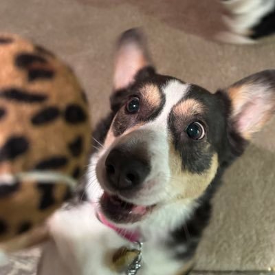#QuinnThePembrokeCorgi 🎾. Sister #𝑅𝑜𝓌𝒶𝓃ThePembrokeCorgi 🐶 #CorgiCrew #ZSHQ 🇺🇸