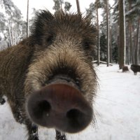 ๐DeadMeatBoar๐ (@deadmeatboar) 's Twitter Profile Photo ๐DeadMeatBoar๐ (@deadmeatboar) 's Twitter Profile Photo