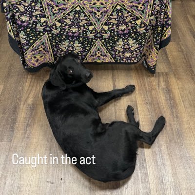 ChaseRice131301's profile picture. Son/Brother/Uncle/Songwriter/Hunter/Jacks Dad "Go Down Singin'" the album out now   Private account