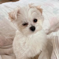 𝙮𝙤𝙢𝙤𝙯𝙪 (@bokuyomozu) Twitter profile photo