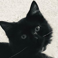 CatDadDan (@dan2058980) 's Twitter Profile Photo CatDadDan (@dan2058980) 's Twitter Profile Photo