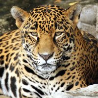 Jaguaraci (@domcarter13) 's Twitter Profile