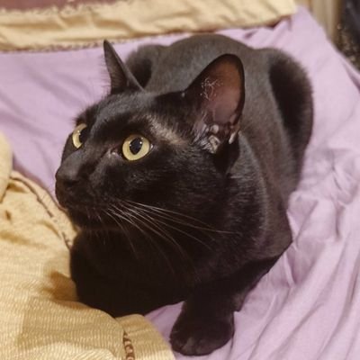 MaskRiderX4's profile picture. #ช่างไฟในตำนาน #LFC #พ่อแมวทั้ง10