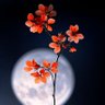 Santosh12556121's profile picture. नेपाली हुनुमा गर्ब छ।