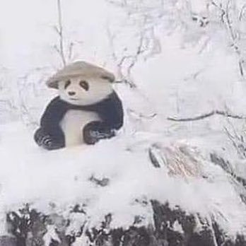 baytoad's profile picture. shitpost about crypto, life and crypto