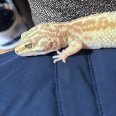 yukki_program's profile picture. crpt、爬虫類好きです。レオパ、クレスと暮らしてます🦎投資のアドバイスは一切ないです。分析は、自分への言葉。自己責任でお願いします。doge。分析してほしい銘柄あれば、リプしてください。自分もかねて、勉強で分析します