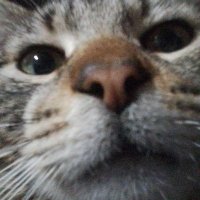 super pancho con papas (@lamaspancha) 's Twitter Profile