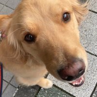 TOKI@サモGR飼い (@toki_samoyed) 's Twitter Profile