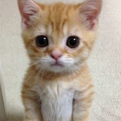 Rix_uwu's profile picture. El lugar donde me puedo humillar a gusto