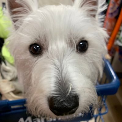 _Bebear's profile picture. 