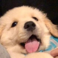 🍋 (@lemon_ssss5) 's Twitter Profile