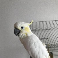 ひろ (@grb_hiro_) 's Twitter Profile