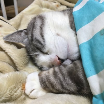 旧名:バークムント 情報収集のためにやってます。基本あまり呟きません。霧子、佑芽ちゃん担当。 霧子……