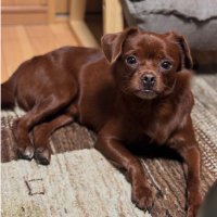 埼玉県狭山市迷子犬 小型犬探してます (@mujyu_mujyu) 's Twitter Profile Photo 埼玉県狭山市迷子犬 小型犬探してます (@mujyu_mujyu) 's Twitter Profile Photo
