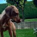 Fern the Viz 💚🧡🤎 (@almathevizsla) Twitter profile photo Fern the Viz 💚🧡🤎 (@almathevizsla) Twitter profile photo