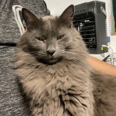 CrisMendozaGr's profile picture. 