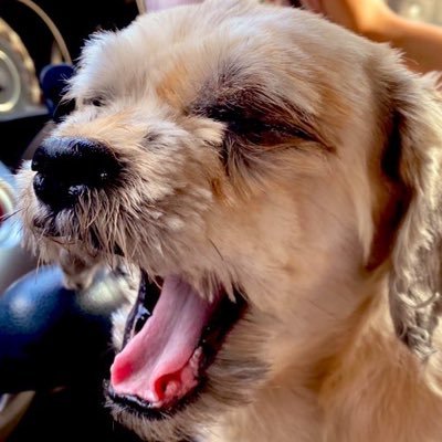 RsMomor's profile picture. エルデンリング ナイトレイン スターレイル 雀魂 ワイルズ アイスボーン