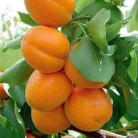 AynaAna(AboFatima) (@aynaana20) 's Twitter Profile Photo