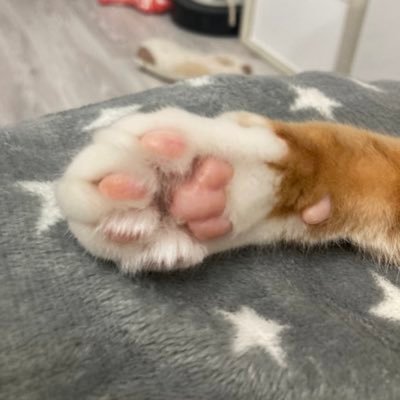 REDIALOHA2's profile picture. 犬と猫と日本を愛するオッサンです 🐩🐈川口市民