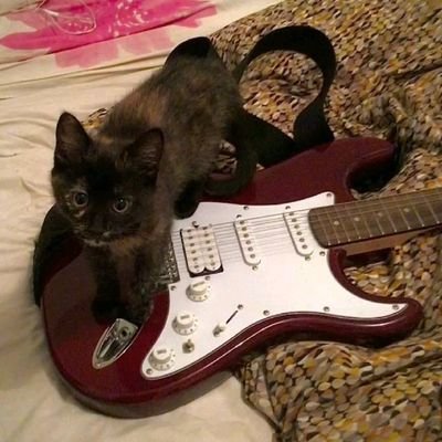 Ticia🎸 || ☆ she/they ☆ || 🍂 loves cats! 🐈⬛️ || trying to find friends and win gws! - ⭐️🍮🪼🎀🍚🦝