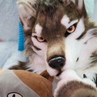 灰狼君 GrayWolf 小灰 大灰 格里沃 (@frankfan0214) 's Twitter Profile Photo 灰狼君 GrayWolf 小灰 大灰 格里沃 (@frankfan0214) 's Twitter Profile Photo