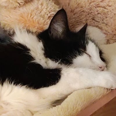 Ch4os_witch's profile picture. 