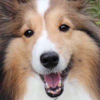 ZX25Rシェル子 (@zxsheltie25r) / X