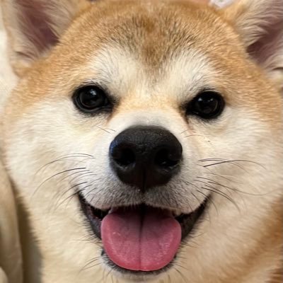 o_shirogohan's profile picture. イベント業、構成作家など。医者のかなり端くれ。note→ https://t.co/Z0yAiEnvAj