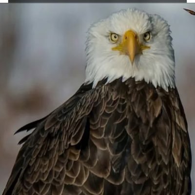 crackheadca's profile picture. 