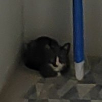 Meow (@jsingkornwat) 's Twitter Profile