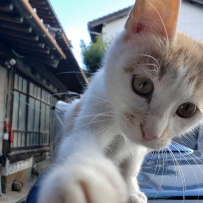 最推しは三ヶ野エンタさんです。
麻雀、花札、百人一首好き。ケモノ好きです🐾特にケモショタ好きです。
サブ垢 @kotetetsu28