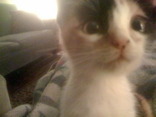 RoachImages's profile picture. I only like people that don't like me & Ted Cruz.