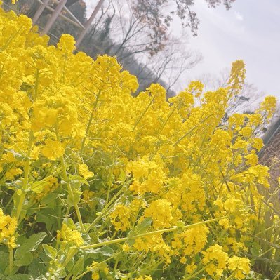 WReNmAWReJ11437's profile picture. 