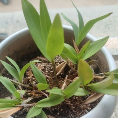 JgJgguo6's profile picture. rats ordi gala uni