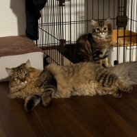 ハピラキ (@8pylucky) 's Twitter Profile