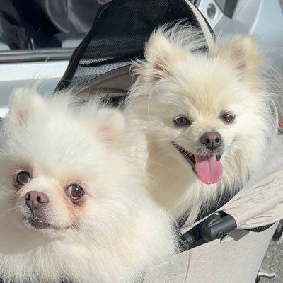 🎂2021.7.16♂ ししまる🎂2019.7.10♂らんまる🐻❄️モフがすごいポメラニアン らんまるは元保護犬♡ しーちゃん、らんらんのお陰で楽しい毎日♡ ぱぱままでアップしますがお返事はまま担当です🫶インスタもやってます♡
