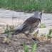Fieldfare (@timmipol) Twitter profile photo Fieldfare (@timmipol) Twitter profile photo