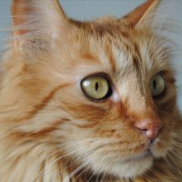 🌈 Ina C 🌻🦋 (@cats274) 's Twitter Profile Photo 🌈 Ina C 🌻🦋 (@cats274) 's Twitter Profile Photo
