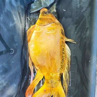 ParmentierThom1's profile picture. 