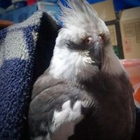 tak (@tak_okame) 's Twitter Profile Photo