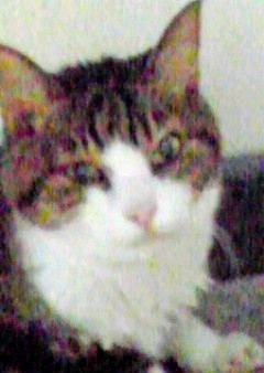 nanachan0406's profile picture. 