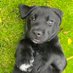 HD Puppy (@hd_puppy) Twitter profile photo HD Puppy (@hd_puppy) Twitter profile photo