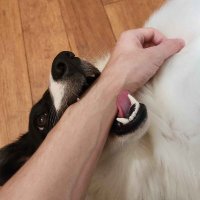 CurryBean (@_currybean) 's Twitter Profile