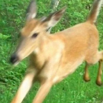 scantima's profile picture. uncontainable, many-faced thing▫️treasured wonder▫️26 ▫️ non-ds+thin Blk, bi-lezzy genderfree princess cutie talking to himself 🙇🏾‍♀️😷🍬▫️they/we/he (tme)