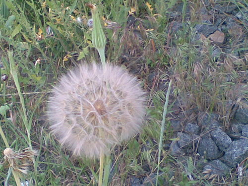 oduvanthcik's profile picture. vox с претензией на оригинальность; никому не верь - особенно себе;-фолловинг