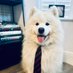 Zeke - The Dog Mentor (@eda_zeke) Twitter profile photo