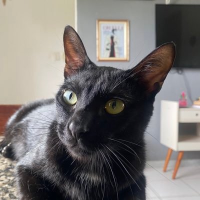 tostesdevil's profile picture. eu vim pelo pornô 🔞