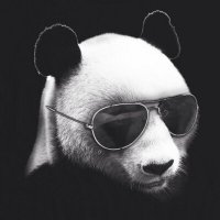 Cryptopanda (@naynvanvan) Twitter profile photo