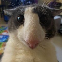 Bug 🦐 (@bugggysilly) 's Twitter Profile