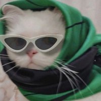 💞🇵🇸 (@sashawolfhard) 's Twitter Profile Photo